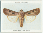 Heart and dart moth.