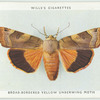 Broad-bordered yellow underwing moth.