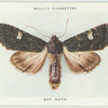 Dot moth.