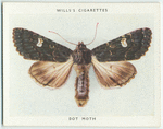 Dot moth.