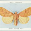 Orange sallow moth.