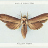 Mullein moth.