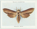 Mullein moth.