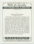 Mullein moth.
