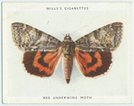 Red underwing moth.