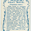 Goat moth.