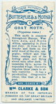 Goat moth.