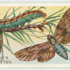 Pine hawk-moth.