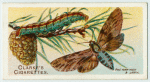 Pine hawk-moth.