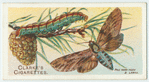 Pine hawk-moth.