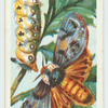 An Australian moth.