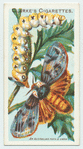 An Australian moth.