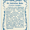 An Australian moth.