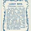 Lackey moth.
