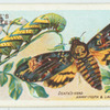 Death's-head hawk-moth.