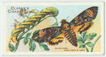 Death's-head hawk-moth.