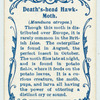 Death's-head hawk-moth.