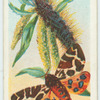 Common tiger moth.
