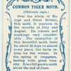 Common tiger moth.