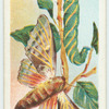 Poplar hawk-moth.