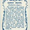 Gipsy moth.