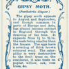 Gipsy moth.