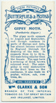 Gipsy moth.