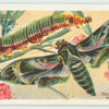 Oleander hawk-moth.