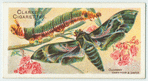 Oleander hawk-moth.