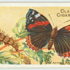 Red admiral.
