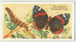 Red admiral.