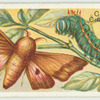A Mexican moth.