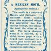 A Mexican moth.