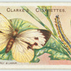 Large white butterfly.