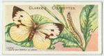 Large white butterfly.