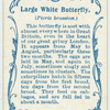 Large white butterfly.