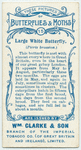 Large white butterfly.