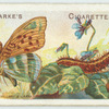 Silver-washed fritillary.