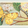 Brimstone moth.