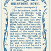 Brimstone moth.