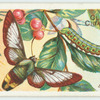 Bee hawk-moth.