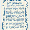 Bee hawk-moth.