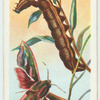 Elephant hawk-moth.
