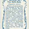 Vine hawk-moth.
