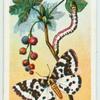 Magpie moth.