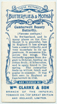 Camberwell beauty butterfly.