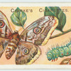 Great peacock moth.
