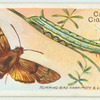 Humming bird hawk-moth.
