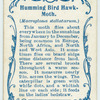 Humming bird hawk-moth.