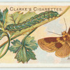 Burnished brass moth.